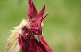 images?q=tbn:ANd9GcRRAkm24bStH_m0sEbL44O