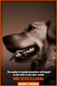 Treats can cost about $50 to $100 or more per year, depending on the type and frequency of use. Cost Of Dog Teeth Cleaning Scaling Fillings Gum Cleaning Faqs