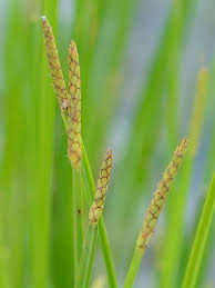 Image result for Eleocharis acutangula