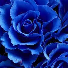 Gambar bunga mawar, gambar bunga mawar ungu, gambar bunga mawar merah yang sangat cantik, gambar bunga cantik dan indah, gambar bunga warna warni, wallpaper bunga. 10 Warna Bunga Mawar Yang Cantik Dapat Ditanam Di Rumah Halaman All Kompas Com