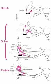 Proper Rowing Technique Rowing Workout Rowing Fitness Body