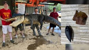 800-Pound Alligator Caught In Mississippi Breaks State Record - The  Washington Post