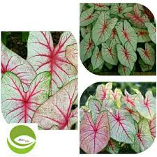 Check spelling or type a new query. Tanaman Hias Keladi Merah Putih Hijau Caladium Lazada Indonesia