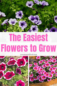 The Easiest Flowers To Grow And They Re Cheap Too Easiest Flowers To Grow Container Gardening Flowers Plants For Hanging Baskets