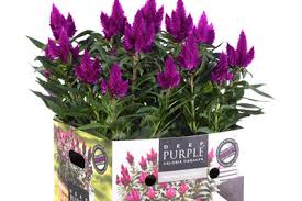 Spring, late spring, summer, late summer. Deep Purple Celosia Caracas Care