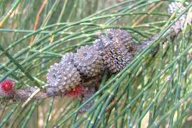 Image result for Casuarina glauca