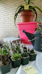 Our monthly meetings in norfolk, ma feature plant giveaways and educational series. The Bristol Press 2 000 Cactus Enthusiasts Gather For Bristol Show Sale