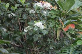 Image result for Pavetta sp. F