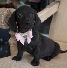 We did not find results for: Tiny Mini Dachshund Princess Rare Black Long Hair Sold Dachshund Puppy Miniature Dachshund Puppies Cute Dogs