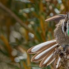 Image result for Dolichos pseudocajanus