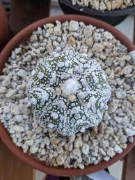 Image result for Thesium asterias