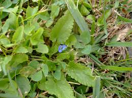 Image result for Commelina diffusa