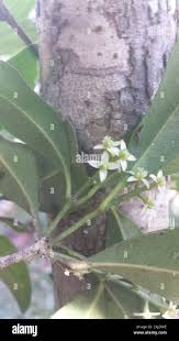 Image result for Vepris sansibarensis