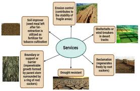 Image result for Salvadora australis