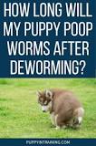 Image result for puppy strongid how long roundworms after treatment