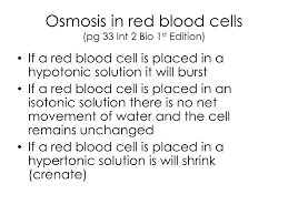 What happens to an animal cell when kept when a living cell is placed in this type of solution, diffusion is regulated (movement of solvent from. Ppt Diffusion And Osmosis In Plant And Animal Cells Powerpoint Presentation Id 1974264