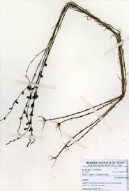 Image result for Sopubia ramosa