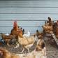 Charlie's Acres Farm Animal Sanctuary Community Tour