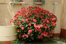 Image result for Mussaenda