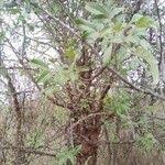 Image result for Zanthoxylum chalybeum