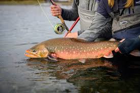 About heads in upper ugashik lake and flows w, through lower ugashik lake, to ugashik bay, on nw coast of alaska peninsula, 9 mi. Fly Fishing For Trophy Alaska Char Frigate Travel