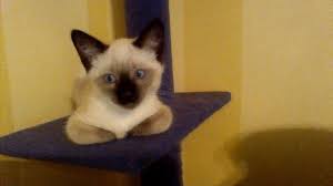 ❤️you can find oriental shorthair and siamese kittens for sale in our cattery. Sweet Siamese Kitten For Sale In Jefferson Ohio Classified Americanlisted Com