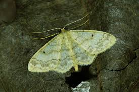 Image result for Idaea biselata