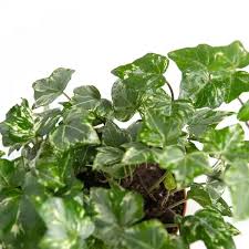 Image result for Hedera