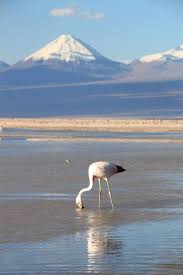 Maybe you would like to learn more about one of these? Gurun Atacama 11 Cara Golden