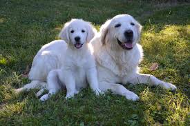 We did not find results for: Puppy Height Calculator The Pet Supply Guy