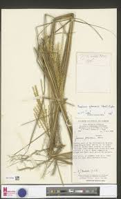 Image result for Phacelurus gabonensis