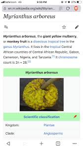 Image result for Myrianthus arboreus