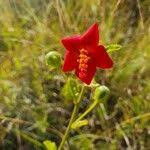 Image result for Hibiscus aponeurus