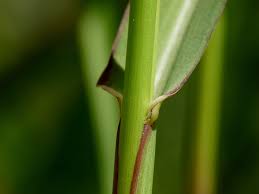 Image result for Panicum schinzii