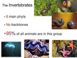 Worldwide in distribution, they include animals as diverse as sea stars, sea urchins, earthworms, sponges, jellyfish, lobsters, crabs, insects, spiders, snails, clams, and squid. Bellwork Thurs April 21 How Can You Tell That The Flower You Dissected Yesterday Was A Monocot 2 Ppt Download