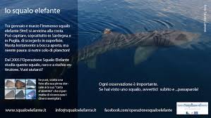 Studying #basking sharks in the mediterranean sea since 2006. Squalo Elefante Il Blog Dell Operazione Squalo Elefante