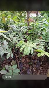 Image result for Pachylobus edulis