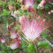 Peggy Weiss (@peggyweiss_naturopathe) • Instagram photos and videos