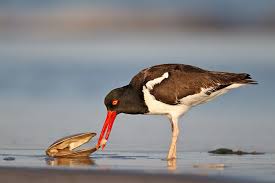 Shore Birds Of Cape Cod When The Stars Line Up What You Can Do In 22 Seconds Arthur Morris Birds As Art Research Images Pets Species