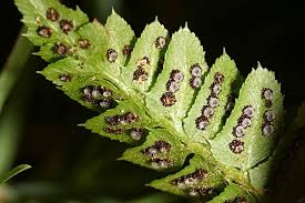 Image result for Lonchitis