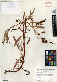 Image result for Rumex ruwenzoriensis