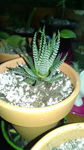 How to save overwatered succulents. Why Is My Zebra Cactus Closing Up Succulents