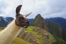 Coat of arms of panama — the panamanian coat of arms is a heraldic symbol for the central american nation of panama. Alpaca Vs Llama What Are The Differences The Only Peru Guide