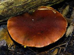Image result for Gymnosporia pubescens