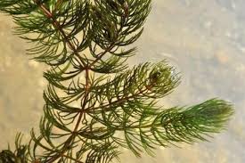 Image result for Basananthe heterophylla