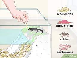How To Care For An Aquatic Newt: 11 Steps (With Pictures)
