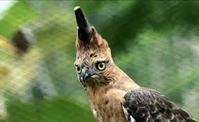 Check spelling or type a new query. Ciri Habitat Taksonomi Dan Jenis Burung Elang Jawa Ilmu Peternakan