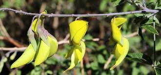 Image result for Crotalaria agatiflora