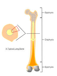 This image shows compact bone in cross section. Biomechanics