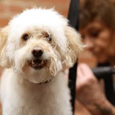 Typically, a player must raise a pet to maturity by having it follow them. Grooming And Dog Wash Hollywood Feed Your Local Pet Food Experts